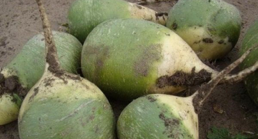 Termíny výsadby ředkvičky margelan, pěstování a péče na otevřeném poli